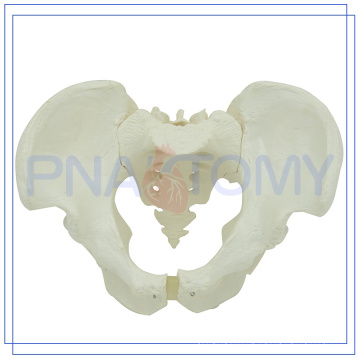 PNT-0111 Skeletology Training Male Pelvis Model for hospital